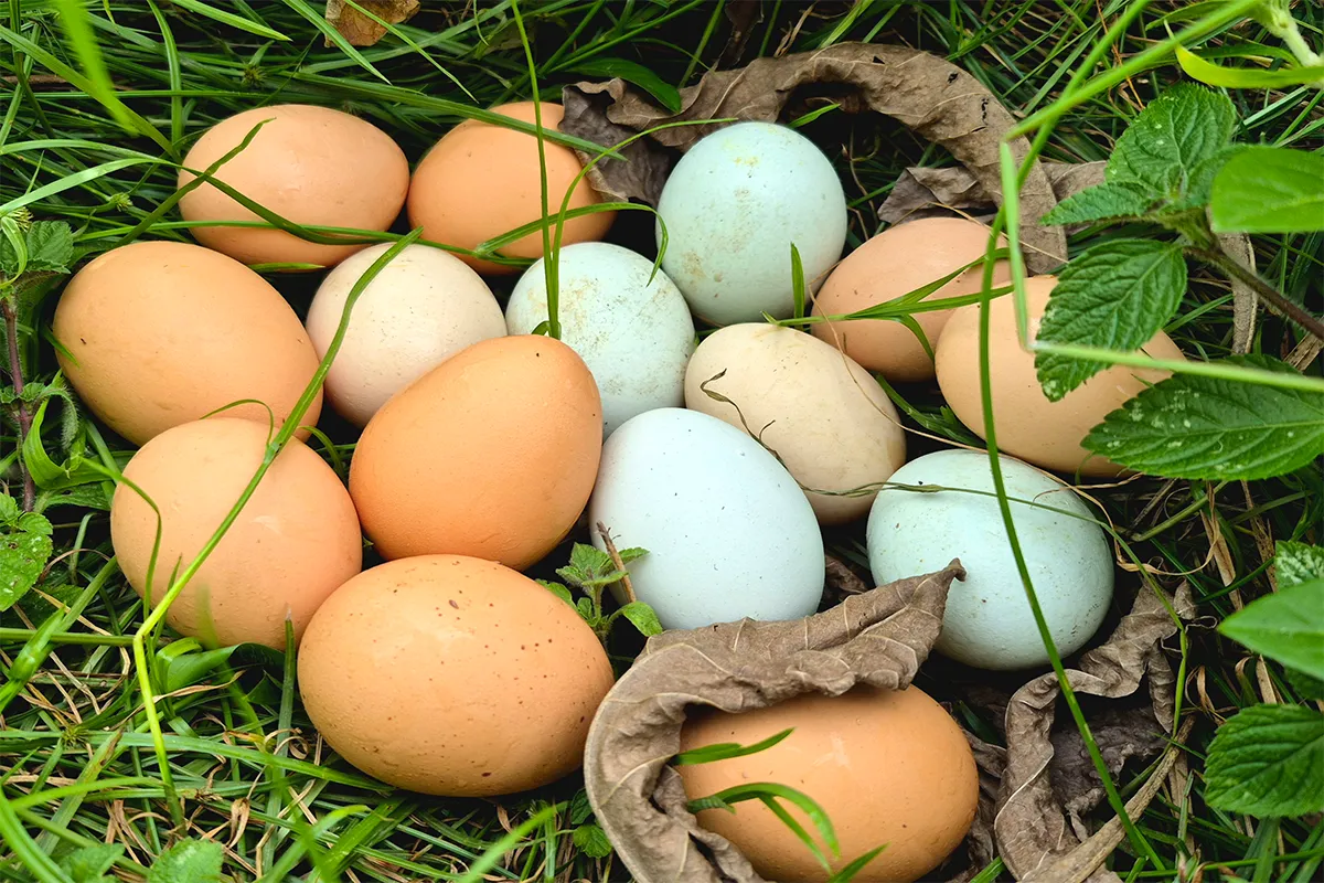 Inicio Imagen Majes Copia