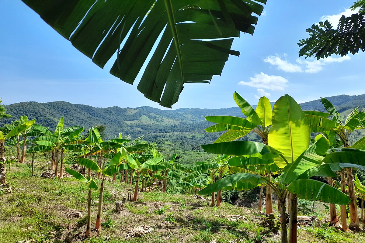 Inicio pagina platano
